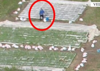 Zbulohen sera me kanabis në Velipojë, sekuestrohen mbi 37 mijë fidanë