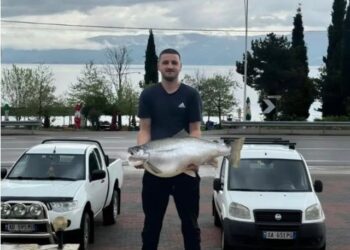 E RRALLË! Peshkatari kap koranin mbi 13 kg në liqenin e Pogradecit, ia shiti një…