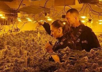 Ish-polici shqiptar kapet në shtëpi bari në Skoci: “Më detyroi gangsteri që arrestova”