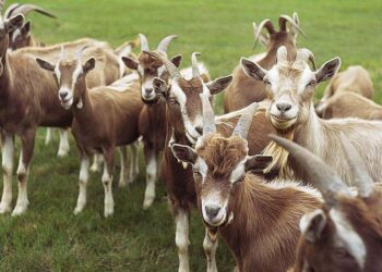 Kontrabandë nga Maqedonia e Veriut në Shqipëri, sekuestrohen 28 krerë bagëti