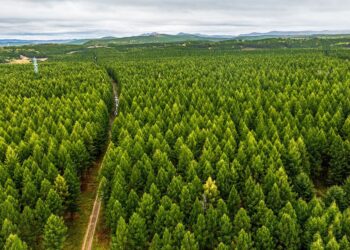 Kina do të përfundojë gjelbërimin e 6.7 milionë hektarëve toke në 2024