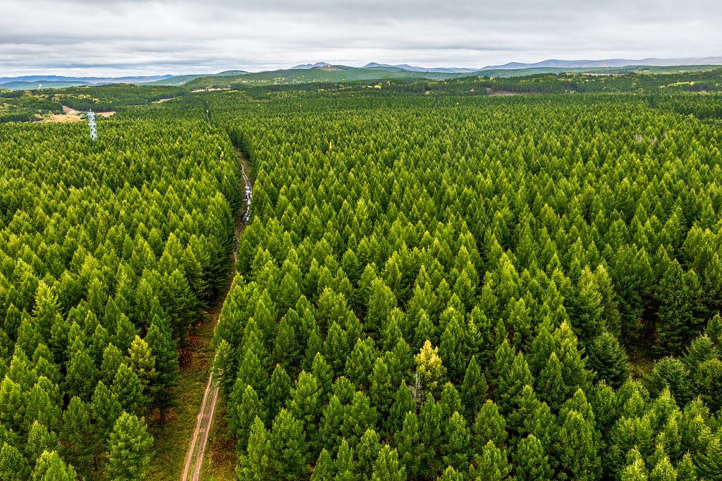 Kina do të përfundojë gjelbërimin e 6.7 milionë hektarëve toke në 2024