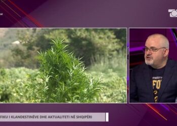 Kultivimi i kanabisit/ Hoxha: Zona problematike është Shkodra. Fuqia punëtore po ikën në Spanjë! Ata që dënohen…!