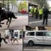Panik në rrugët e Londrës! Kuajt arratisen, përplasen me furgonin dhe shkaktojnë të plagosur