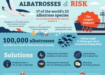 Albatrosët në rrezik