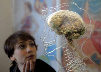 Studiuesit: Truri i njeriut është zvogëluar dhe askush nuk e di pse!