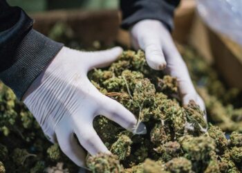 Tajlanda rikriminalizon kanabisin, vetëm dy vjet pasi e legalizoi për përdorim rekreativ