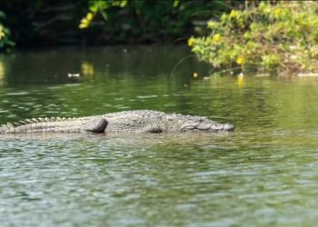 VIDEO+FOTO/ Vendimi ekstrem: Nëna hedh djalin 6-vjeçar me aftësi të kufizuara në lumin me krokodilë