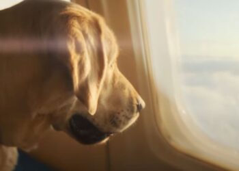 Linjë ajrore edhe për qentë, ja shteti nga ku do të nisë fluturimi