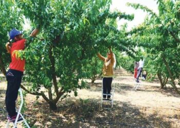 Paguhen më mirë në Greqi, mungesa e krahut të punës lë në pemë qershitë