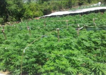 Zbulohet parcela me kanabis në Elbasan, arrestohet një person