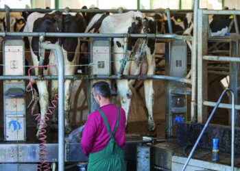 Ia arritëm dhe kësaj dite, stallier me pagë 1,000 euro në Shqipëri!