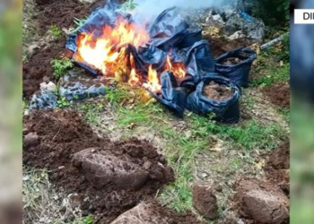 Mbolli kanabis në pyll, arrestohet 36-vjeçari në Dibër, e pëson edhe kryeplaku i fshatit