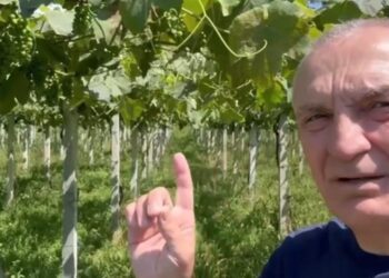 Pas lopëve Ilir Meta nuk kursen eurot: 1 mijë për çdo hektar vreshta