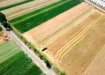 INSTAT: Në vitin 2023 bujqësia rritje, blegtoria rënie