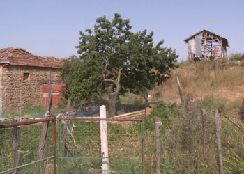 I sjell kopenë e lopëve në derë të shtëpisë, Bashkia e Devollit i jep të drejtë, por nuk ndërhyn