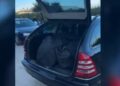Dy çanta në makinë plot me kanabis, policia arreston në flagrancë 4 persona