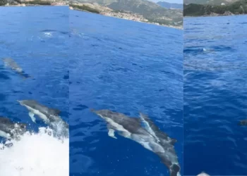 VIDEO/ Pamje mahnitëse nga Himara, delfinët dhurojnë spektakël për turistët