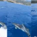 VIDEO/ Pamje mahnitëse nga Himara, delfinët dhurojnë spektakël për turistët
