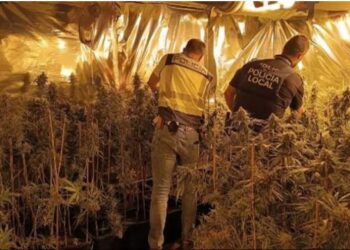 Prangosen 8 shqiptarë në Spanjë, policia u gjen nëpër shtëpi mbi 2 mijë rrënjë marijuanë dhe 40 kilogramë sytha