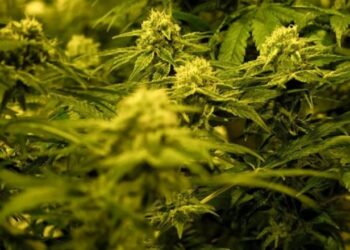 Policia zbulon serat me 800 bimë kanabis, arrestohen 5 shqiptarë në Gjermani