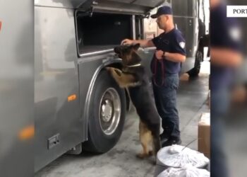 Kapen mijëra euro në Portin e Durrësit! Shoferët e autobusit tentojnë t’ia hedhin policisë, por…