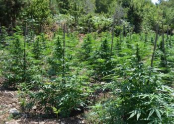 Mbollën 1 mijë bimë kanabisi në mes të pyllit, përfundojnë në pranga tre shqiptarët në Greqi