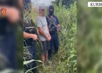 “Territor i pastër”/ Kultivonin bimë narkotike në Kurbin, 2 persona në pranga