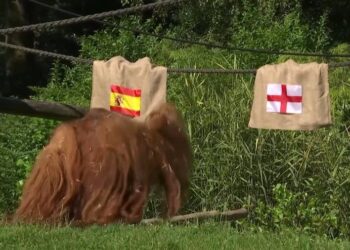 Orakulli i Europianit, orangutangu Walter parashikon fituesin