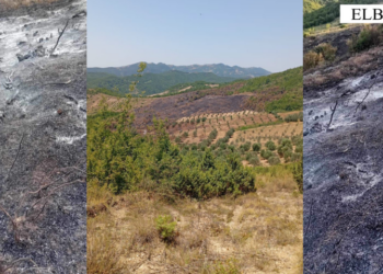 Zbardhen dy raste zjarrvënieje në Elbasan, një i arrestuar, e pëson edhe pronari i tokës