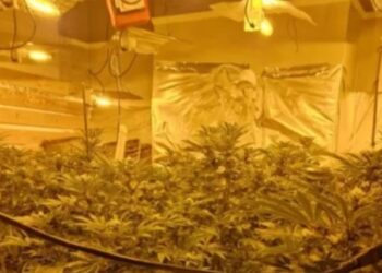 “Kisha 20 mijë euro borxh!”/ Përfundon në burg shqiptari në Angli: Erdha për një jetë më të mirë, por mbeta i pastrehë. Ferma e kanabisit…