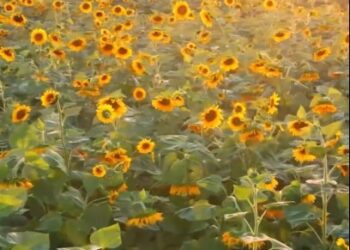 Video\ Kryeministri Rama shpërndan pamje nga fushat e mbjella me luledielli në Lushnje