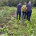Asgjësohen mbi 1600 bimë kanabis në Shkodër, policia identifikon autorët dhe prangos njërin