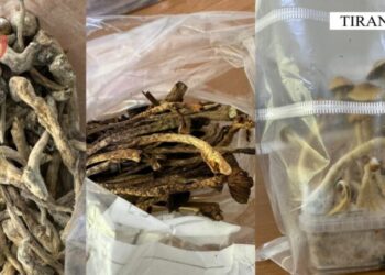 Tiranë\ I gjenden kërpudha magjike dhe kanabis, pranga amerikanit