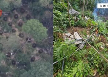 Fushë Krujë\ Arrestohet 60-vjeçari, iu gjetën mbi 80 bimë kanabis në një parcelë