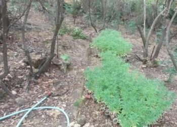 Mbillnin kanabis në mal, zbulohet plantacion me kanabis në kufirin greko-shqiptar, asgjësohen mbi 2 mijë bimë