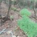Mbillnin kanabis në mal, zbulohet plantacion me kanabis në kufirin greko-shqiptar, asgjësohen mbi 2 mijë bimë