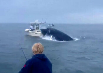 Balena del nga uji dhe përmbys varkën, shihni si përfundojnë dy peshkatarët (VIDEO)