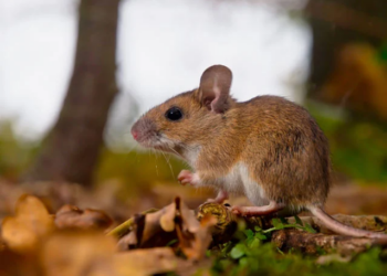 Përhapet nga minjtë dhe shkakton vdekjen! Ngrihet “alerti” për Hantavirusin