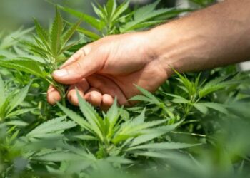 U kap brenda “shtëpisë së barit” në Londër, e pëson 19-vjeçari shqiptar