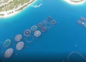 25 milionë euro për Ekonominë Blu, Denaj: Zhvillim të qëndrueshëm sektorit të peshkimit