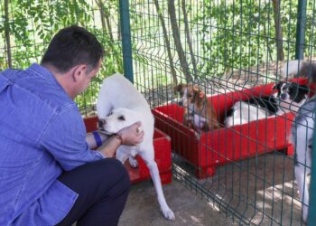 Streha e kafshëve në Tiranë me standarde europiane, Veliaj apel qytetarëve: Mos i braktisni kafshët në rrugë, silleni për adoptim
