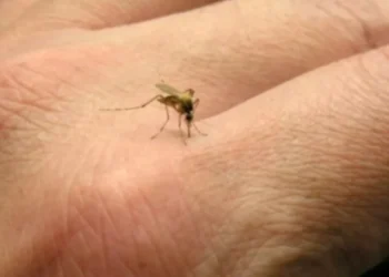 Greqia regjistron 4 vdekje të reja nga virusi i Nilit Perëndimor, 21 persona të prekur në një javë