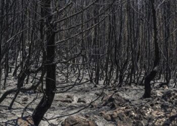 Shkrumb e hi, 162 mijë hektarë me pyje dhe kullota! Bilanci dhjetëvjeçar i pandëshkueshmërisë së zjarreve