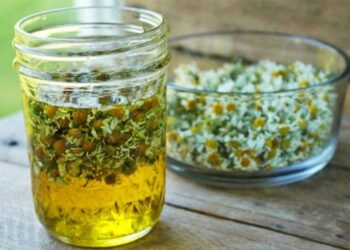 Kura me vaj ulliri dhe lule kamomili për pastrimin e gjakut! Si ta përgatisni dhe sa duhet të konsumoni