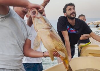 Synohet të kthehet në aktivitet të përvitshëm, Pogradeci organizon festivalin e parë të peshkatarëve në vend