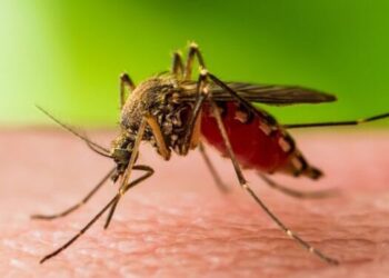 “Ethet e Nilit”/ Fieri,qyteti me rastet më të shumta, masat e marra nga Shëndeti Publik