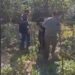 Asgjësohen 610 bimë kanabis sativa, arrestohet 31-vjeçari në Pogradec