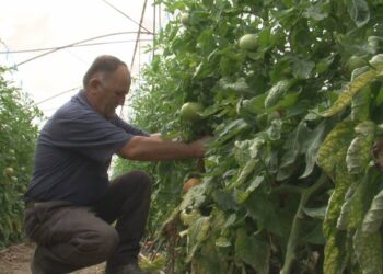 “Ishim mirë, kur ishim keq”, fermerët flasin për financimet në bujqësi