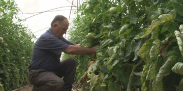 “Ishim mirë, kur ishim keq”, fermerët flasin për financimet në bujqësi